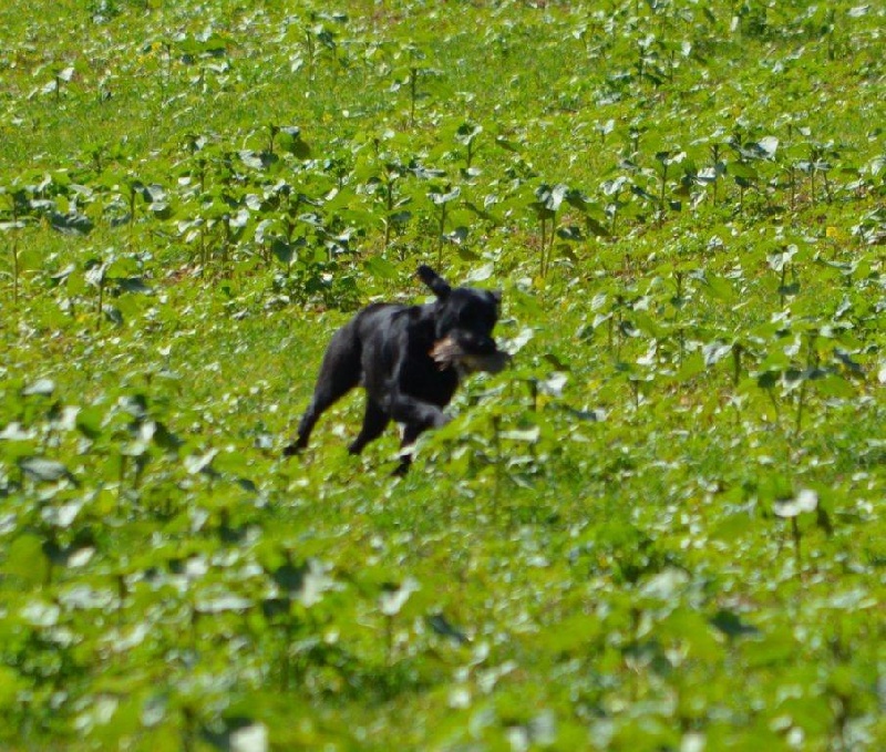 TR. CH. Easy love du vallon de la licorne - 1ER EXC CACT