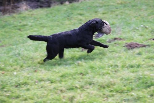 TR. CH. Easy love du vallon de la licorne - 1ER EXCELLENT CACT