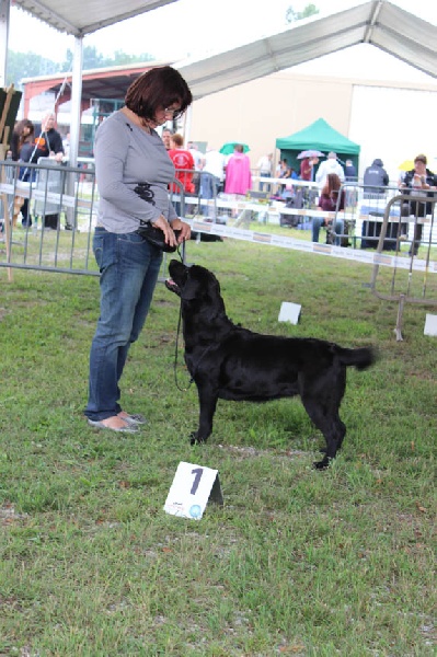 TR. CH. Easy love du vallon de la licorne - 1ère EXCELLENT R-CACS