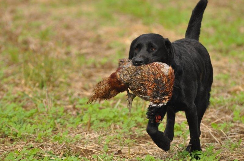 TR. CH. Easy love du vallon de la licorne - 4EME TB