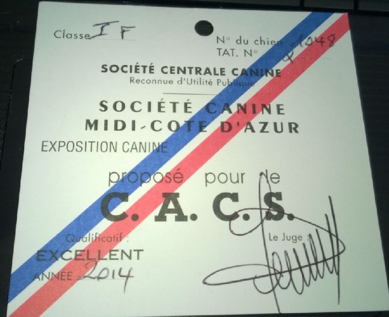 Indira-bella du gardien du palais de Lhassa - 1èrre Excellent - IF - CACS