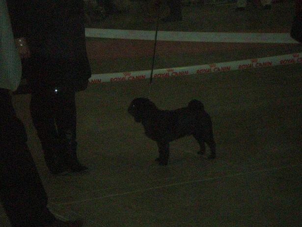 Emerson zui-chu du gardien du palais de Lhassa - Classe Puppy - 1er Très Prometteur