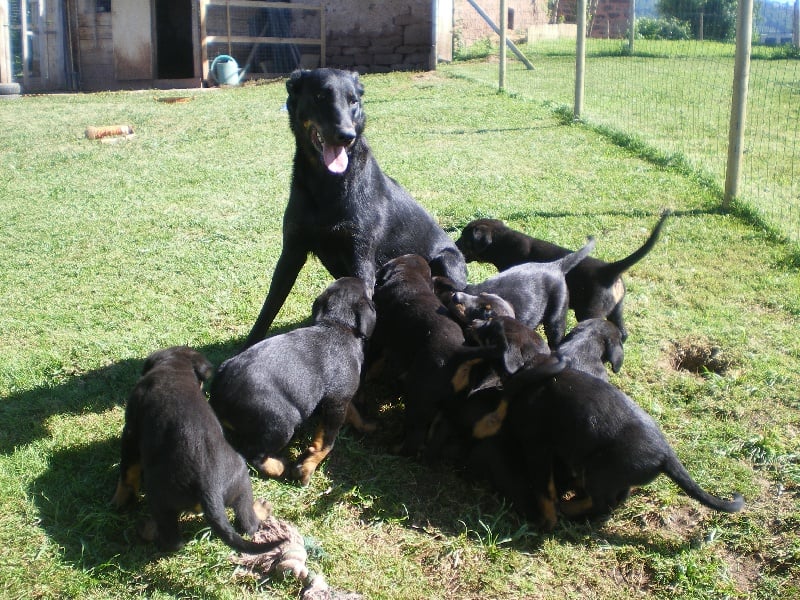 Publication : Des Terres Aveyronnaises Auteur : Les Terres Aveyronnaises