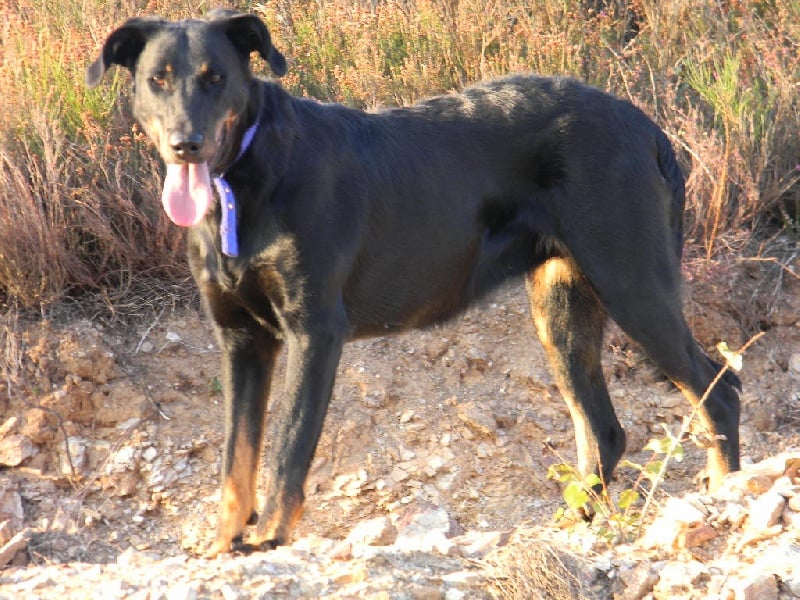 Publication : Des Terres Aveyronnaises Auteur : Les Terres Aveyronnaises