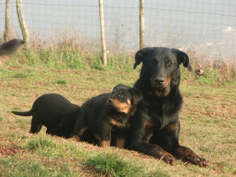 Publication : Des Terres Aveyronnaises Auteur : Les Terres Aveyronnaises