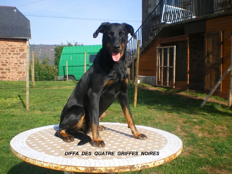 Diffa Des Quatre Griffes Noires - TRES PROMETEUR en Classe Débutant