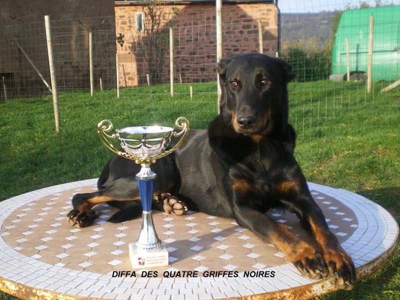 Diffa Des Quatre Griffes Noires - Confirmée Excellent et Première Excellent en classe jeune femelle