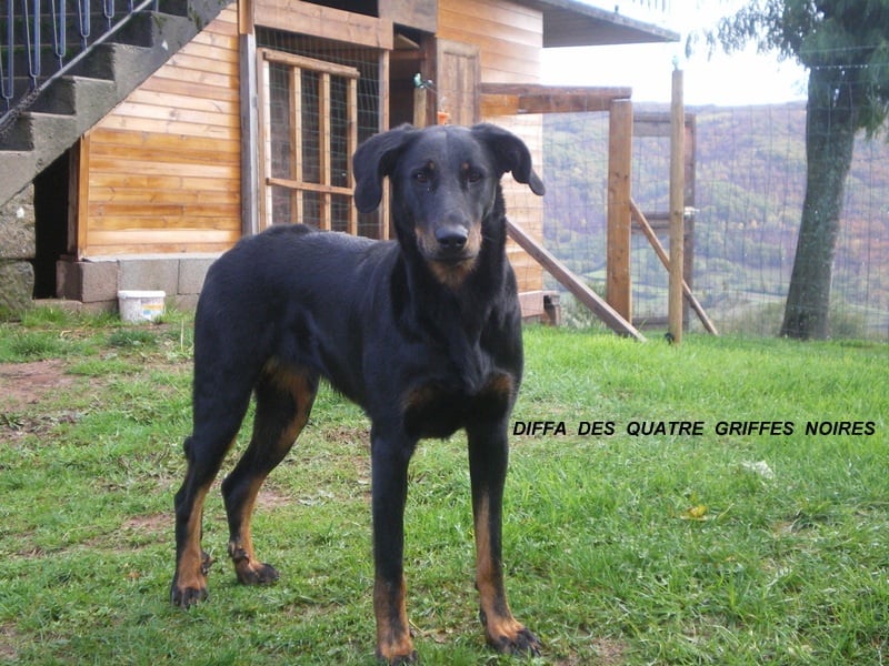 Diffa Des Quatre Griffes Noires - Cotation 2 / Indemne de Dysplasie