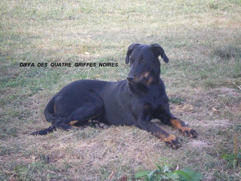 Diffa Des Quatre Griffes Noires - TRES PROMETEUR en classe Puppy Femelle