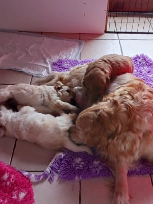 Les chiots de Golden Retriever