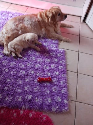 Les chiots de Golden Retriever