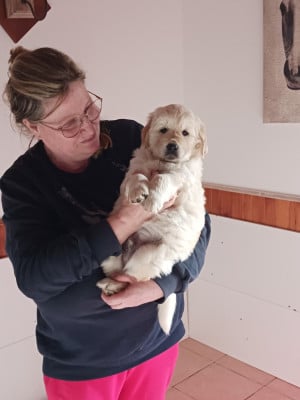 Les chiots de Golden Retriever
