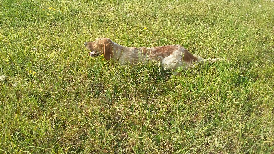 Publication : des Arcanes de Scolopax