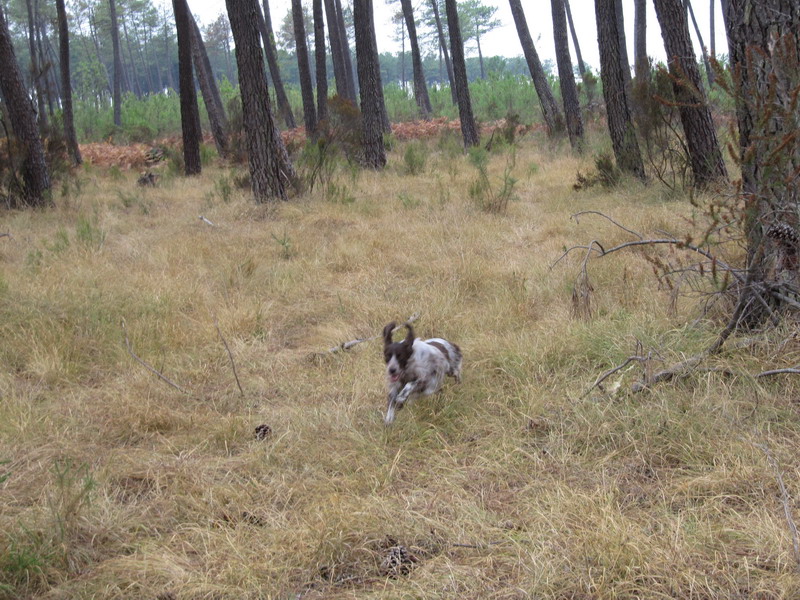 Publication : des Arcanes de Scolopax Auteur : Rivera David