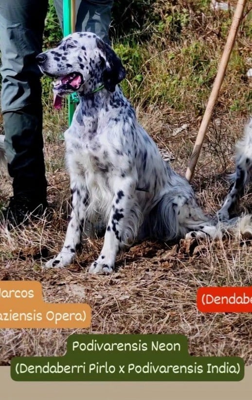 Publication : des Arcanes de Scolopax