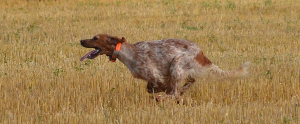 Publication : des Arcanes de Scolopax