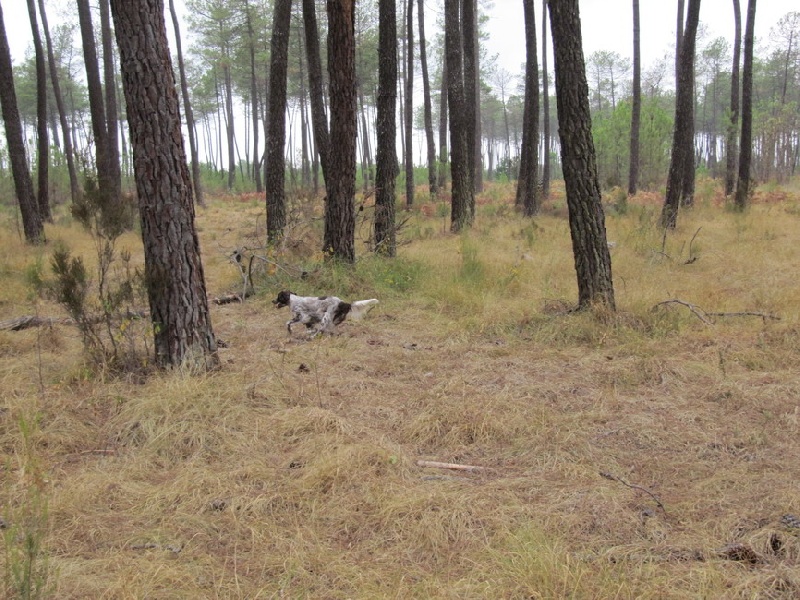 Publication : des Arcanes de Scolopax Auteur : Rivera David