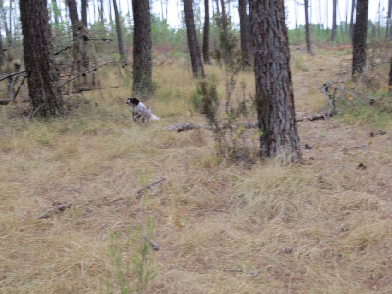 Publication : des Arcanes de Scolopax Auteur : Rivera David