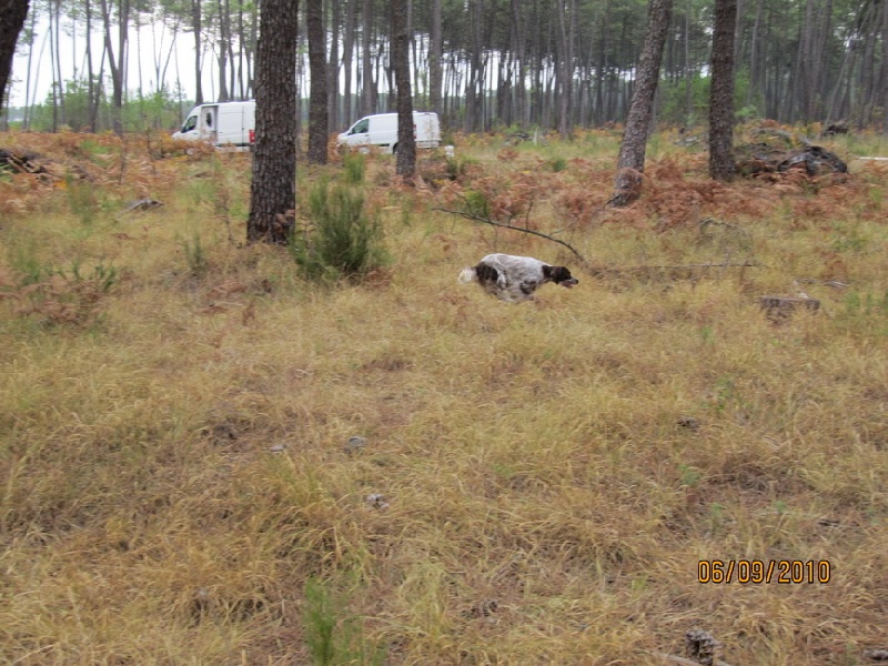 Publication : des Arcanes de Scolopax Auteur : Rivera David