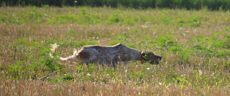 Publication : des Arcanes de Scolopax