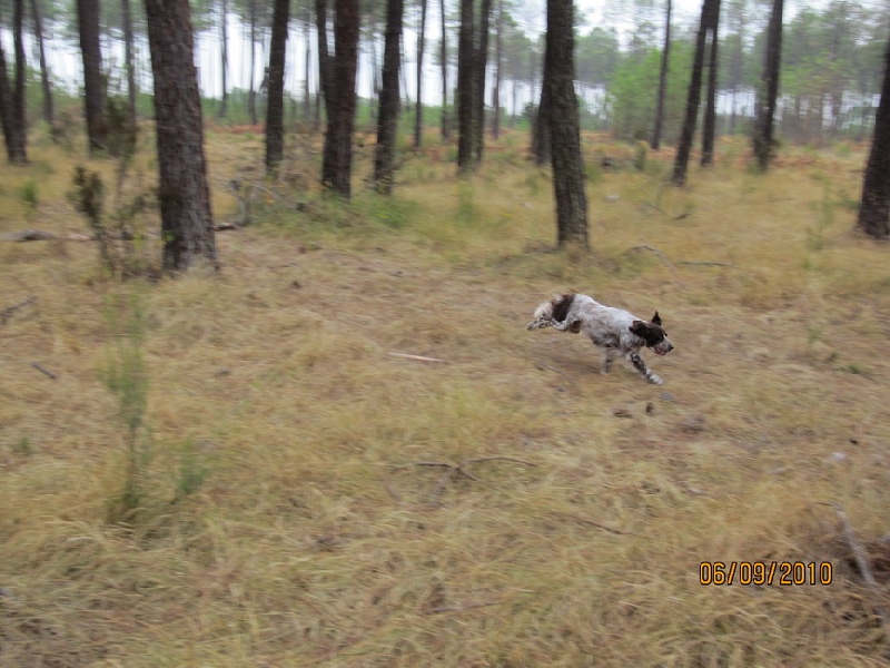 Publication : des Arcanes de Scolopax Auteur : Rivera David