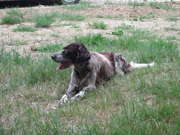 Publication : des Arcanes de Scolopax Auteur : Rivera David