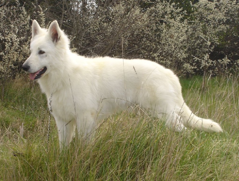 Publication : De la vallée de l'orkhon Auteur : JANGO 2 ANS