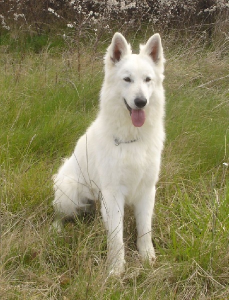 Publication : De la vallée de l'orkhon Auteur : JANGO 2 ANS