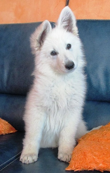 Publication : De la vallée de l'orkhon Auteur : JANGO 2 ANS