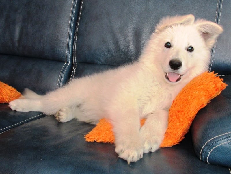 Publication : De la vallée de l'orkhon Auteur : JANGO 2 ANS