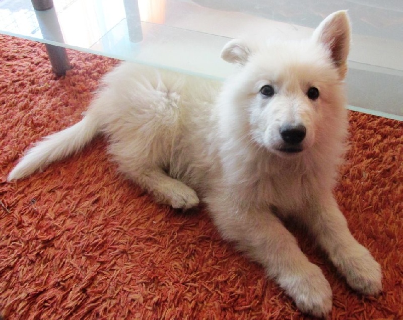 Publication : De la vallée de l'orkhon Auteur : JANGO 2 ANS