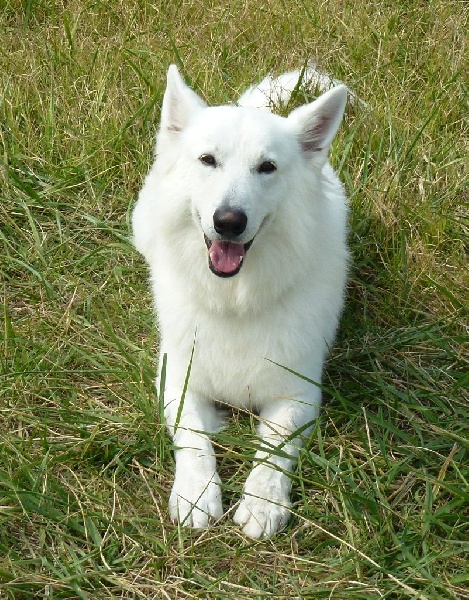 Publication : De la vallée de l'orkhon Auteur : JANGO 2 ANS