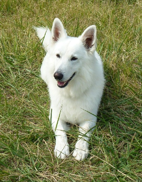 Publication : De la vallée de l'orkhon Auteur : JANGO 2 ANS