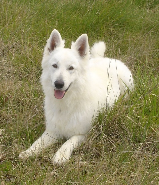 Publication : De la vallée de l'orkhon Auteur : JANGO 2 ANS