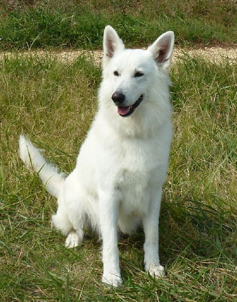 Publication : De la vallée de l'orkhon Auteur : JANGO 2 ANS