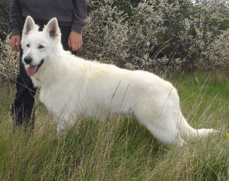 Publication : De la vallée de l'orkhon Auteur : JANGO 2 ANS