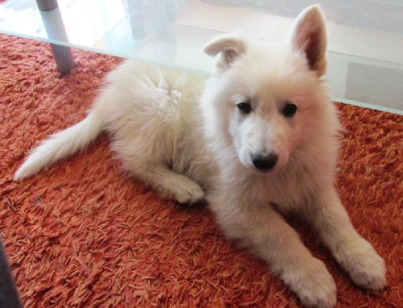 Publication : De la vallée de l'orkhon Auteur : JANGO 2 ANS