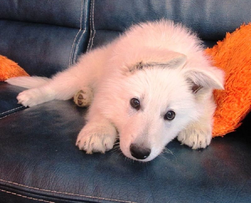 Publication : De la vallée de l'orkhon Auteur : JANGO 2 ANS