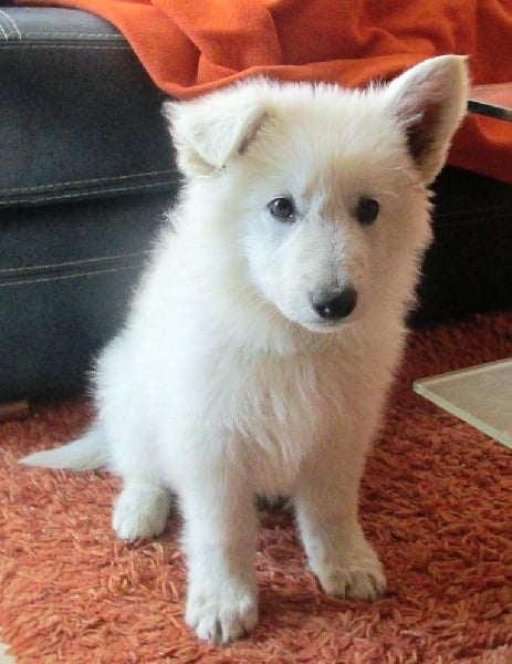 Publication : De la vallée de l'orkhon Auteur : JANGO 2 ANS