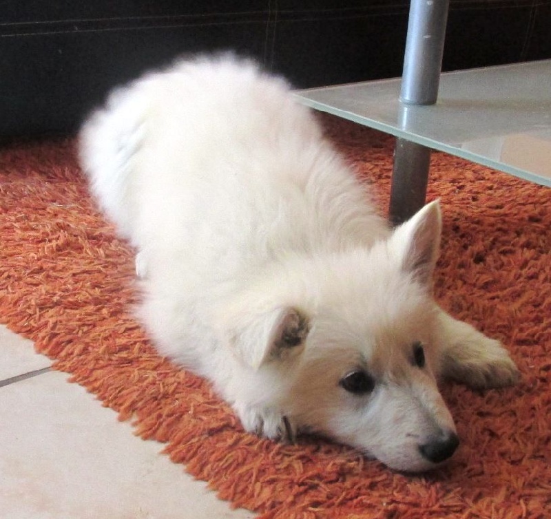 Publication : De la vallée de l'orkhon Auteur : JANGO 2 ANS