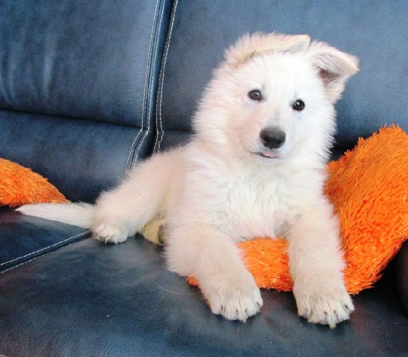 Publication : De la vallée de l'orkhon Auteur : JANGO 2 ANS