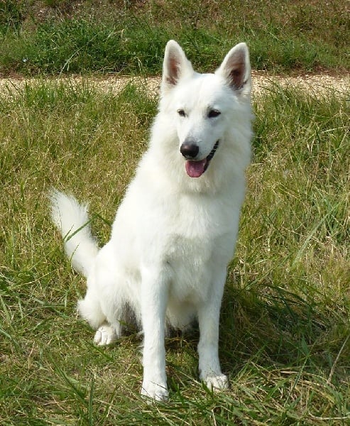 Publication : De la vallée de l'orkhon Auteur : JANGO 2 ANS