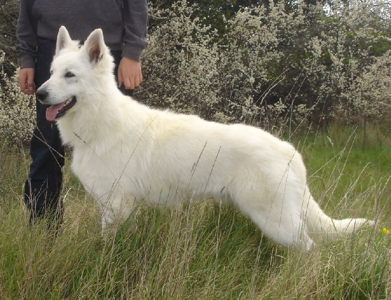 Publication : De la vallée de l'orkhon Auteur : JANGO 2 ANS