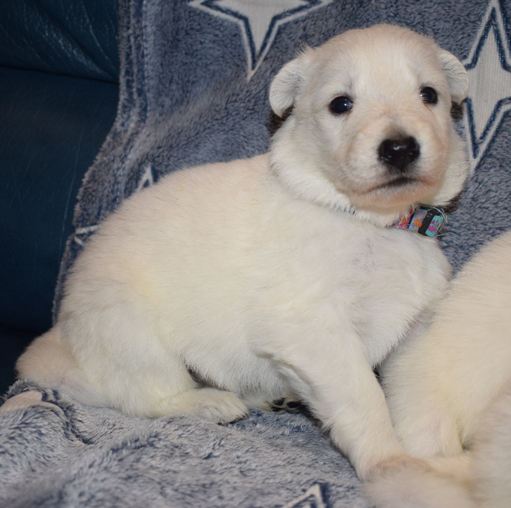 Chiot Berger Blanc Suisse, CHIOT COLLIER ROUGE, mâle