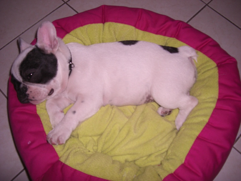 Publication : Starbouliwood's Auteur : Camilleri Philippe