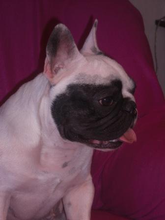 Publication : Starbouliwood's Auteur : Camilleri Philippe