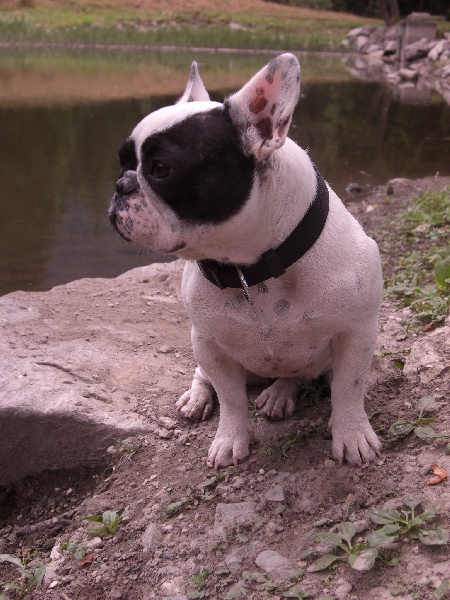 Publication : Starbouliwood's Auteur : Camilleri Philippe