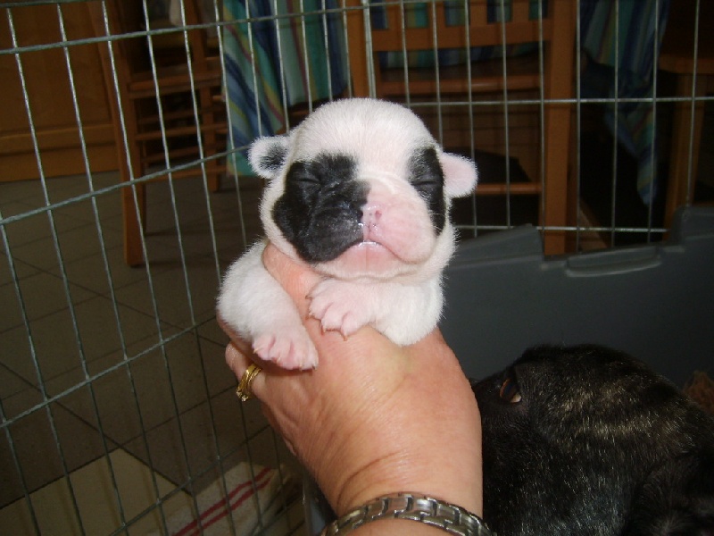 Publication : Starbouliwood's Auteur : Camilleri Philippe