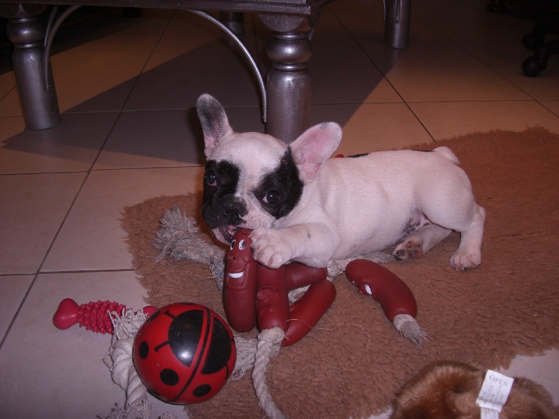 Publication : Starbouliwood's Auteur : Camilleri Philippe