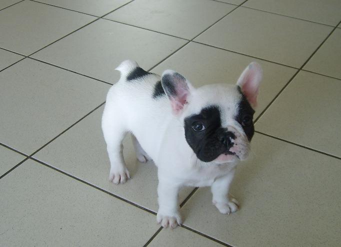 Publication : Starbouliwood's Auteur : Camilleri Philippe